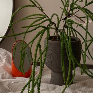 트리오브제ㅣ Blackstone Rhipsalis '립살립스조화 + 블랙스톤 화분 세