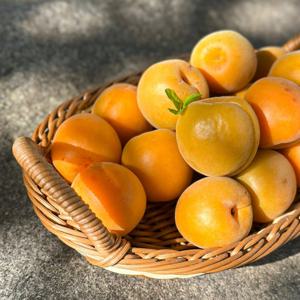 26년 수확 경북 햇 하우스 살구 250g 혼합과 외