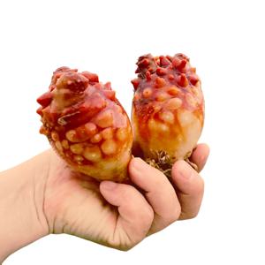 통영 산지직송 통통 활멍게 2kg (kg당 6-9미)