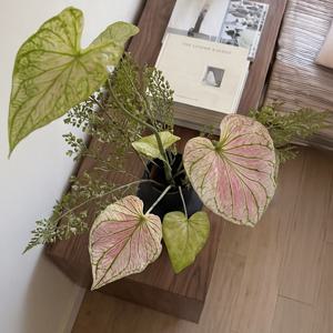 인테리어 조화 칼라디움 73cm 1개 + 코리엔더 63cm 2개 블랙 화병 세트