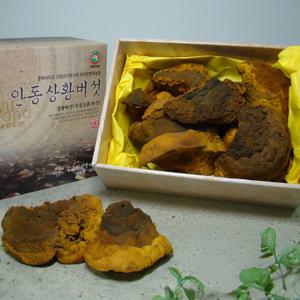 명장 국내산 상황 버섯 500g 최상품