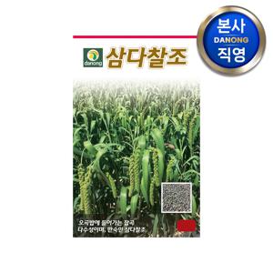 삼다찰 (차)조 씨앗 1kg . 야채 채소 텃밭 파종 재배 주말 농장 씨 종자