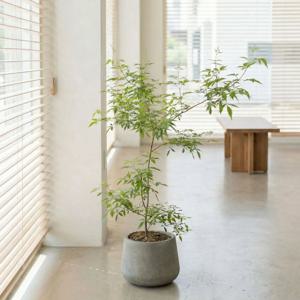 바이텍스 보라꽃 식물 인테리어 개업 이사 승진 축하화분