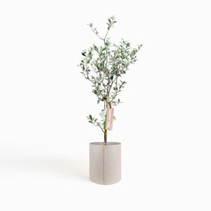 올리브나무 + 화분커버 XL 세트 (메시지 택 증정) (수도권 한정 배송)