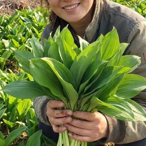 국내산 제철 생 명이나물 500g / 1kg 산마늘 신선 채취 쌈용 장아찌용