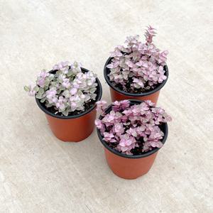 미니달개비 핑크레이디 싱그러운 소형 식물 모종