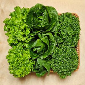 [스마트팜] 1kg+1kg 국내산 유러피안 채소 / 프릴아이스 바타비아 로메인 버터헤드