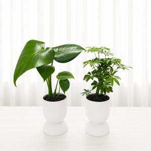 공기정화 식물 1+1 세트