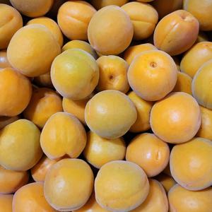 하우스 살구 중소과 실중량 1.5kg (45과 내외)