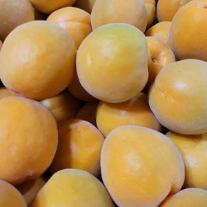 하우스 살구 중소과 실중량 900g (28과 내외)