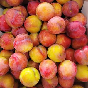 하우스 대석 자두 소과 900g (36과 내외)