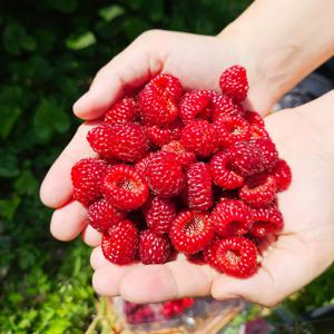 프리미엄 산딸기 500g 1kg