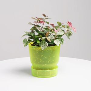 오색마삭줄 다즐링팟 형광연두 실내공기정화식물 소형