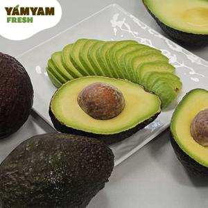 바로먹는 후숙 아보카도 1.8kg (7-8입)