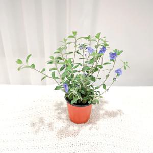 아메리칸블루 소품 블루데이지 야생화 꽃모종 화분