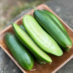 국내산 미니스탑 미니오이 스낵오이 500g 외
