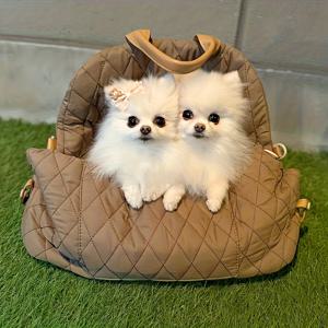 TEMU 3-In-1 애완동물 캐리어 (고양이 또는 강아지용, 20 Lbs 미만) / 소프트 사이드 소형견 여행용 캐리어 탑 로드/접이식 캐리어 가방 (큰 고양이용) / 2마리의 새끼 고양이 튼튼한 운송 캐리어 장거리 여행/중간 크기 고양이 15 Pounds. 여행용 강아지 가방 애완 동물 카시트