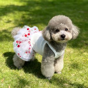 TEMU 소형견 및 고양이용 여름 체리 메쉬 푹신한 스커트 원피스 - 통기성 있는 니트 조끼 및 체리 의상, 테디견, 비숑, 치와와, 시츄에 적합, 파티, 사진 촬영, 평상복용 강아지 공주 드레스