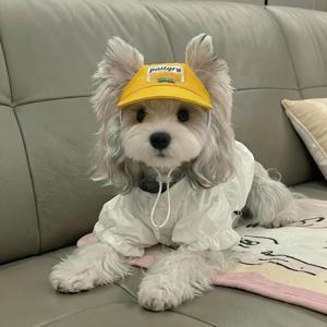TEMU 6가지 색상 소형견 인스 스타일 햇빛 가리개 통기성 조절 가능 슈나우저 테디 야외 자외선 차단 애완 동물 야구 모자