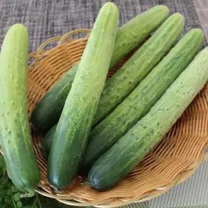 백오이(특)백다다기 10kg 1박스 자연대로팜웨이