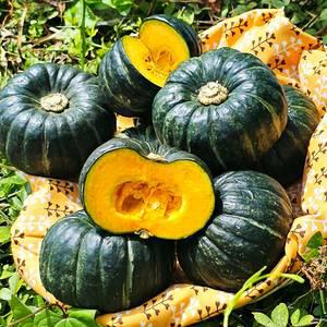 [제주 미니 단호박] 포슬한 미니 밤호박 보우짱 2kg(특품)