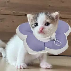 꽃피는 강아지 고양이 쿠션 넥카라 퍼플 S (WAB9DC1)