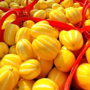 성주참외 고당도 하우스 꿀 참외 가정용 2kg 5kg 10kg 꼬마 못난이