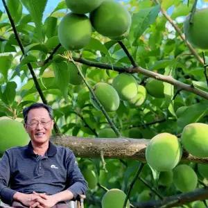6월1일부터발송 [맑은물농원] 하동 청매실 왕왕특 10kg