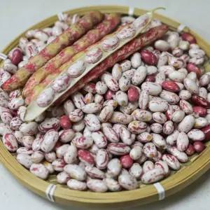 2026년 수확 햇 국산 호랑이콩 4kg 껍질콩 얼룩강낭콩 밤콩