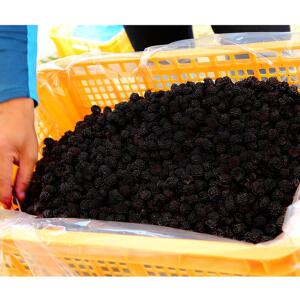 2026년 고창 복분자 토종복분자 생과 5kg,10kg 예약주문