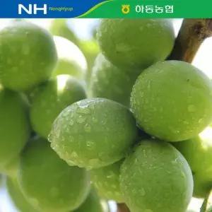 [이베따][5/27이후 순차출고 농협공동선별] 하동농협 청매실 10kg(상/S) 실중량
