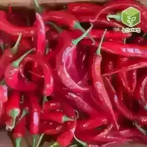 국내산 홍고추 10kg