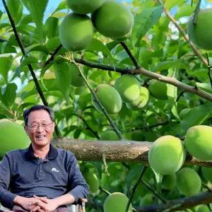 6월1일부터발송 [맑은물농원] 하동 청매실 왕특 10kg