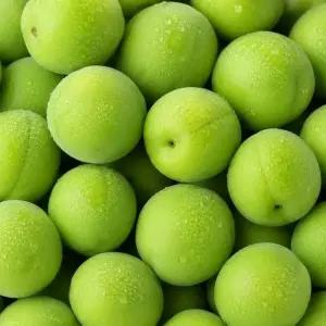6월4일부터 순차발송 [맑은물농원] 하동 청매실 왕특 10kg/하동매실