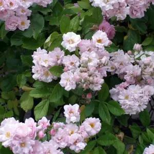 독일 넝쿨장미 묘목(보니) 특대품 H1.7~1.8m 개화주 화분/코데즈로즈(Kordes Rose)/덩굴