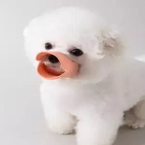 강아지입마개 개짖음방지 실리콘 소형견 (WDD4A82)