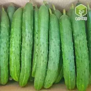 오이 취청오이 특 10kg