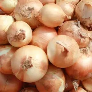 국산 신선 햇양파 3kg /6kg /9kg 특대 중소과 장아찌용