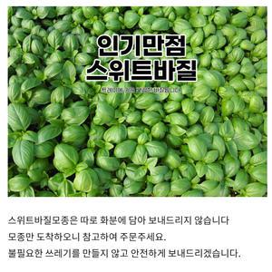 (모종파머스)스위트바질 키우기 10(개) 바실 허브 모종