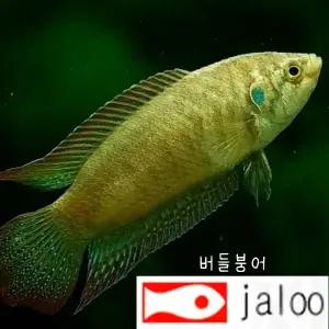 생먹이 자루 버들붕어 5마리 양식 토종민물고기 관상용 어항 수족관 연못 조경