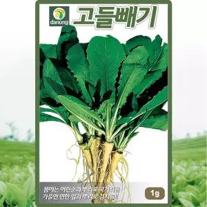 다농 고들빼기 씨앗 1g 꼬들빼기씨 산채 나물 종자
