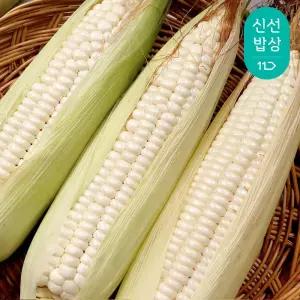 [당일수확] 26년 첫첫 수확 아삭아삭 정품 초당옥수수 특품