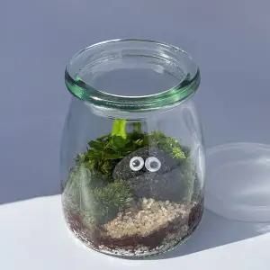 반려돌 테라리움 만들기 키트 이끼 제주애기모람 DIY 학교 수업 교재용 원예 체험학습