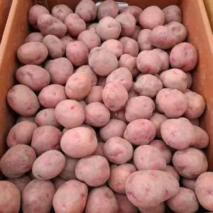 26년 포슬포슬 햇감자 카스테라 홍감자 자색감자 5kg (대)