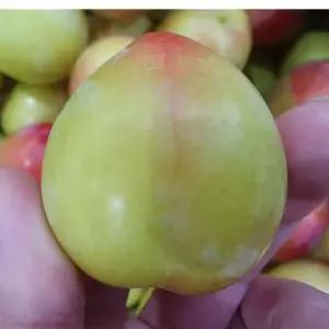 자두 하우스 대석자두 가정용 대과 500g (10-14과) 표면흠집있는 취소불가 상품 국내산 과일 nv eg7