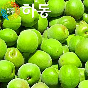 지리산골 하동 청매실 왕특 5kg / 하동매실 장아찌용 엑기스용 매실