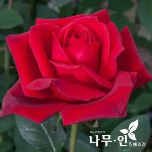 [나무인] 루지메이앙 고급사계정원장미