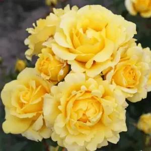 (고급장미)독일정원장미-선 메이드 ,15cm분 (HJ)