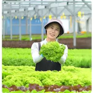 지티팜 무농약 유러피안 샐러드채소 1kg 모듬쌈 쌈채소 버터헤드 로메인 바타비아 크리스탈