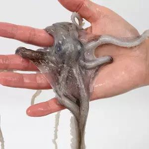 고흥 황토 산낙지 중/중대/대 3미